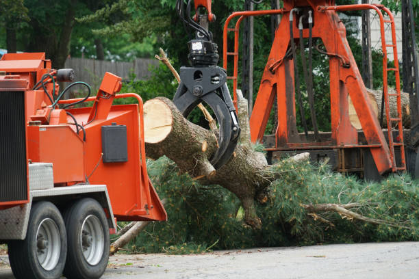 Best Seasonal Cleanup (Spring/Fall)  in Baidland, PA